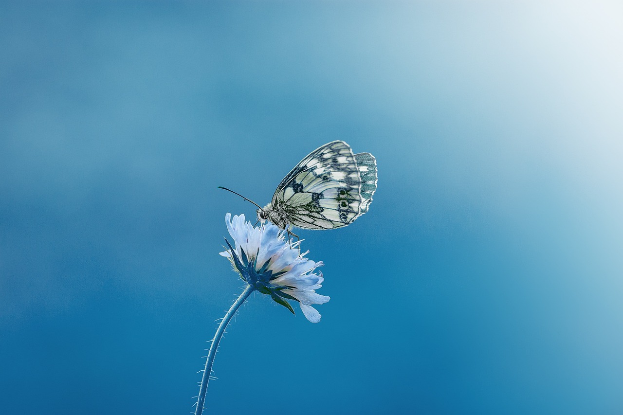 ¿Qué pasa si se estropea la mariposa del coche?