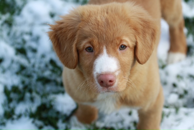 Cachorros o el regalo más importante que puedes hacer