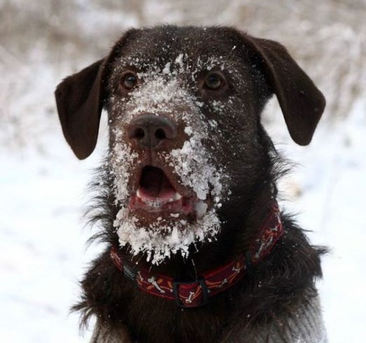 perros nieve