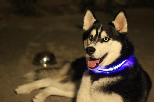 un perro con el collar led