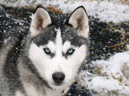 Características físicas y comportamentales del Husky Siberiano