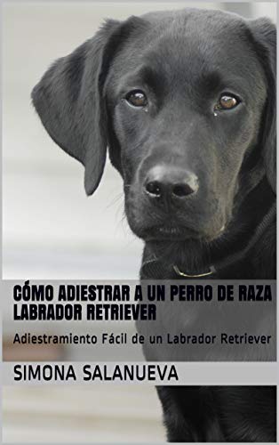 Cómo Adiestrar a Un Perro de Raza Labrador Retriever  : Adiestramiento Fácil de un Labrador Retriever