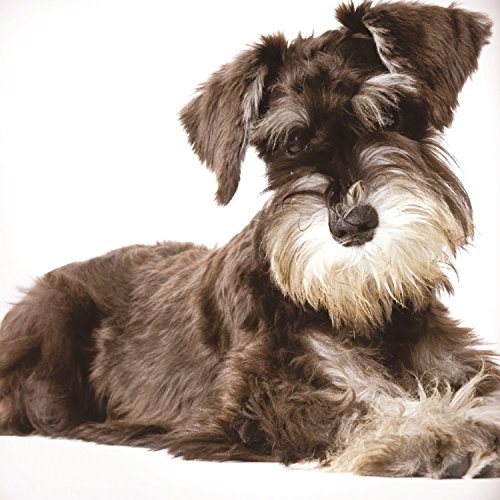 Schnauzer - Tarjeta de felicitación en miniatura, color blanco