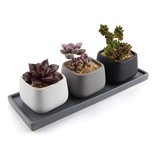 T4U 7CM Cerámico Moderno Mini Cuadrado Maceta Suculenta/Macetas de Cactus Envase Plantadores con Bandeja Rectangular - Todo Color Conjunto de 3