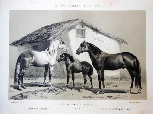 Antigua Litografía - Old Lithography: LA CRIA CABALLAR EN ESPAÑA. TIPO GENERAL: Caballo domado, Potro, Potro con la doma al pesebre.