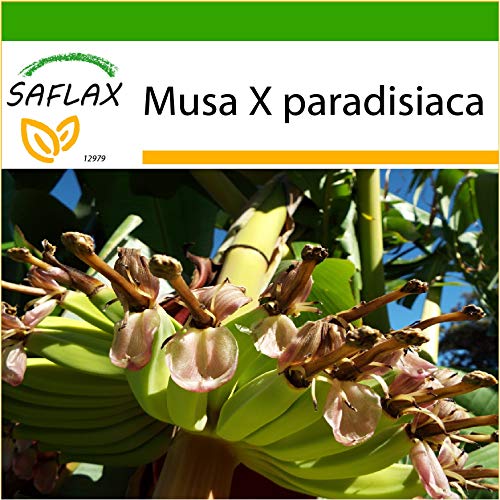 SAFLAX - Platanera - 10 semillas - Con sustrato estéril para cultivo - Musa X paradisiaca