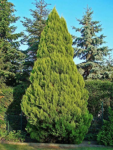 150 Semillas Cipres de Lawson (Chamaecyparis lawsoniana)