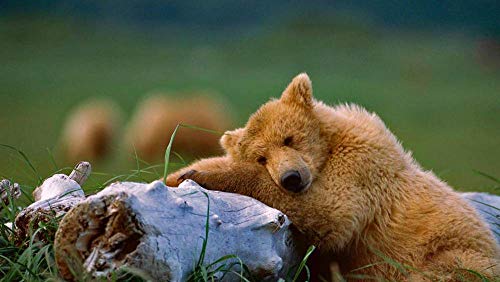 LIWEIXKY Hermosa Escena 1000 Piezas Rompecabezas Adultos Descompresión Juguete Adultos Rompecabezas educativos Ideales Juegos para Adultos Regalo: Cachorros Grizzly en el Parque Nacional Katmai