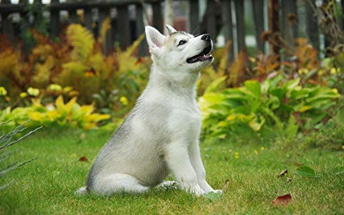 Pintura Al Óleo Digital De Bricolaje Husky Cachorro Regalo De Decoración Familiar, Pintura Al Óleo Pintada A Mano sobre Lienzo, Arte De Pared Moderno 40 * 50 Cm