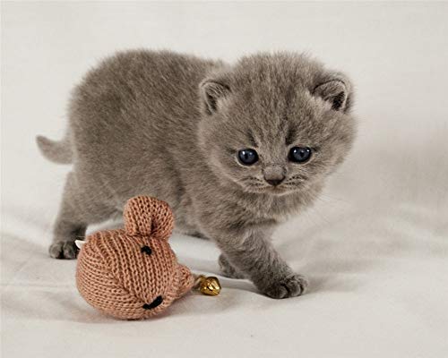 Rhinestone Diamond Painting Niños Estilos De Animales Scottish Fold Gatito Jugando Con Una Bola De Estambre Taladro Redondo 25X30 Cm Cuadros Lienzo Único Arte Regalo Sala De Decoración