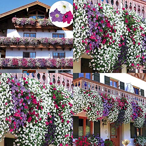 TOMASA Seedhouse- 100pcs Jardín Colgante Petunia"AlpeTunia" Mezcla de Colores Planta Petunia Mezcla Semillas Ornamentales Perennes Hardy para Balcón y Patio