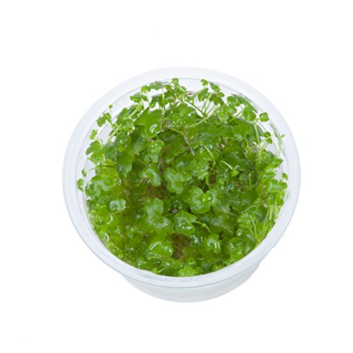 Tropica Hydrocotyle tripartita 1 – 2-grow Tissue Culture in vitro planta para Acuario Camarón Safe & Caracol libre