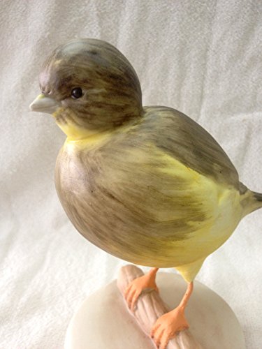 Visconti canarino de Porcelana Capodimonte de colección – Border Canary pezzato -