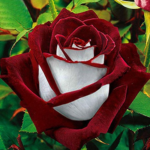 Kisshes Seeds- 40/100Pcs Rose semillas,Semillas de rosas del desierto de Blooms Hogar y Jardín (Rojo)