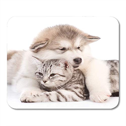 Alfombrilla para ratón, Raza Animal de cerca Cachorro Malamute de Alaska Abrazando Gato Blanco Cuidado del bebé Alfombrilla tejida Para Protector de escritorio Protector de oficina,18x22cm