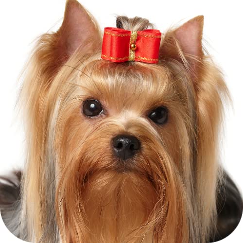 El Yorkshire Terrier