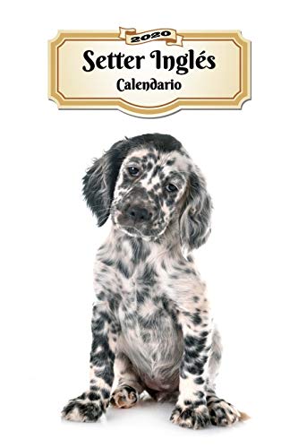 2020 Setter Inglés Calendario: 107 Páginas | Tamaño A5 | Planificador Semanal | 12 Meses | 1 Semana en 2 Páginas | Agenda Semana Vista | Tapa Blanda | Perro