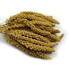 Pet Ting Millet Sprays Naturalmente crecido y mano Picked 1 kg