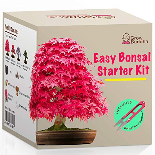 Kit Haga crecer su propio Bonsái - Cultiva fácilmente 4 tipos de árboles Bonsái con nuestro kit de semillas de Bonsái completamente para principiantes - Kit de semilla, Idea única de regalo