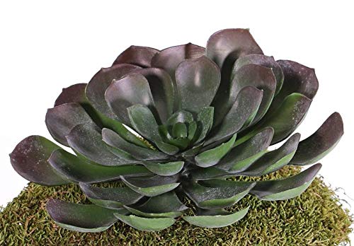 artplants.de Set de 6 x Aeonium Artificial Barbara en bastón, Rojo-Verde, 15cm, Ø 25cm - Pack de Aeonios Falsos - Paquete Plantas sintéticas