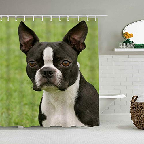 Cortina de baño de Tela de poliéster,Cachorro Marrón Boston Terrier Perro Silvestre Raza Blanca Diseño Doméstico Lindo,con 12 Ganchos de plástico Cortinas de baño Decorativas 72x72 Pulgadas