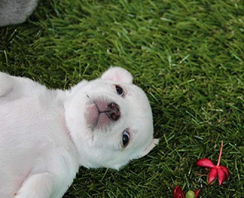 DIY Pintura Al Óleo por Números sobre Lienzo Pintado A Mano Chihuahua Perro Cachorro Linda Raza De Mascota