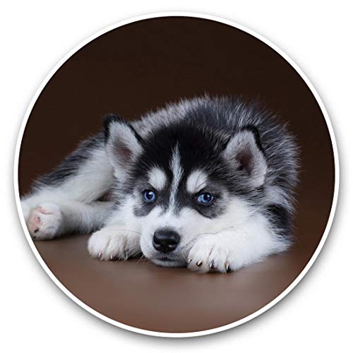 Impresionantes pegatinas de vinilo (juego de 2) 25 cm, diseño de cachorro siberiano Husky con ojos azules para portátiles, tabletas, equipaje, reserva de chatarras, frigoríficos, regalo fresco #46297