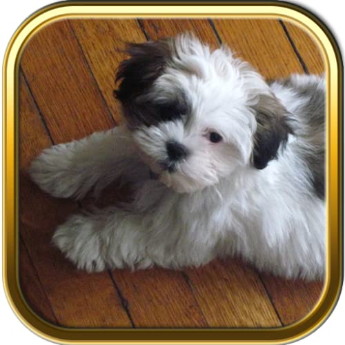 Shih Tzu Dogs Jigsaw Puzzle Games