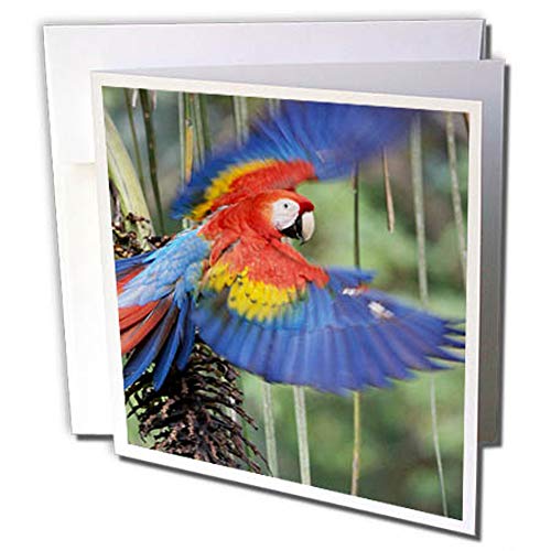 3dRose gc_258614_2 - Tarjeta de felicitación de 6 x 6 pulgadas (tamaño grande, diseño de macaw, Ara Macao, Flying, Costa Rica) (juego de 12)