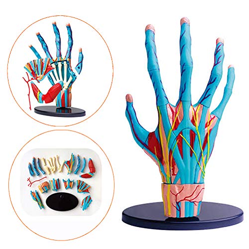 LUCKFY 4D dominan Human Anatomy Mano Mano Humana Modelo Conjunto Muscular esquelética Médico Modelo anatómico Juguetes Rompecabezas de Montaje