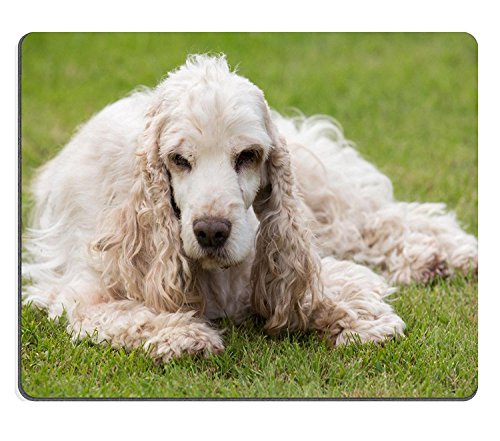 luxlady Gaming Mousepad ID: 41304481 exterior Retrato de tumbado Cocker Spaniel Inglés europea Champion estación de cría