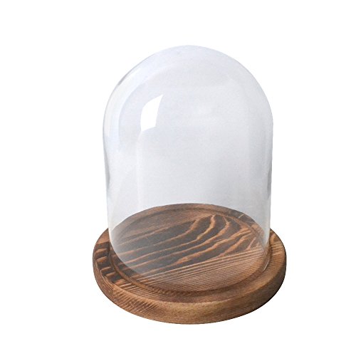 Reelva - Cúpula decorativa de cristal con bandeja de madera para flores, diámetro de 11 cm de diámetro x 15 cm de altura