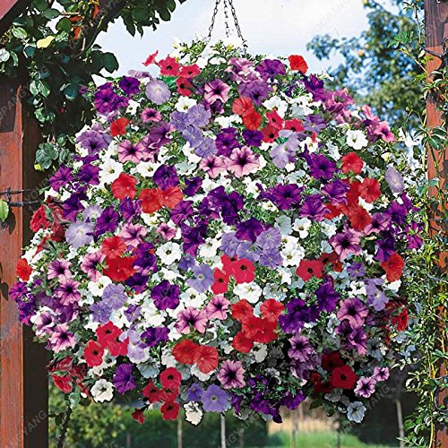 200 PC semillas de la petunia del jardín de flores Semillas de la planta Petunia bonsai Semillas Balcón don excepcional naturaleza del envío gratis para la decoración casera de Borgoña