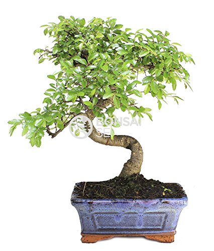 Bonsai - Olmo chino, 6 Años (Bonsai Sei - Zelkova)