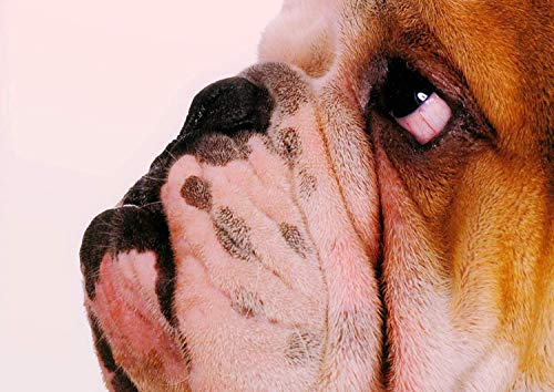 Inglés Bulldog Cara Póster Animal Imagen Dulce Sad Perro Precioso Mascotas Foto Niños Dormitorio Obras de Arte Lindo Pared Decoración Reimpresión Gráfico - A4 Laminado 21 x 30cm - 8.3"x 11.7" Pulgadas