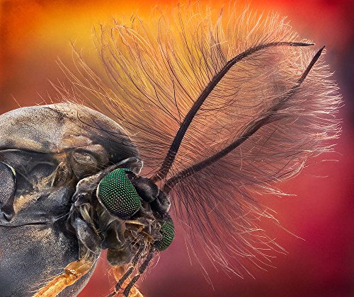 Kunst für Alle Impresión artística/Póster: Jorge Fardels Duster Head - Chironomus SP - Impresión, Foto, póster artístico, 100x85 cm