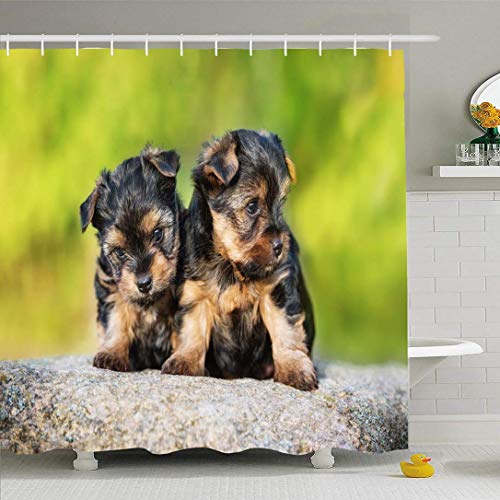 Not Applicable Cortinas De Ducha Two Little Stone Yorkshire Garden Terrier Cachorros Par Animales Dulces Grupo Fauna Verde Naturaleza 183X183Cm Cortinas De Baño Cortina De Ducha Decorativa Patró