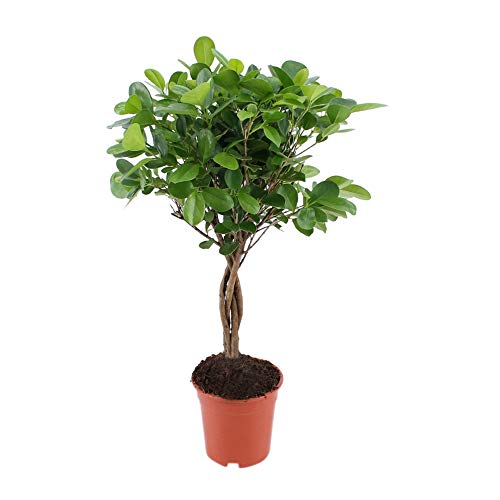 Planta de interior de Botanicly – Gomero – Altura: 70 cm – Ficus elastica