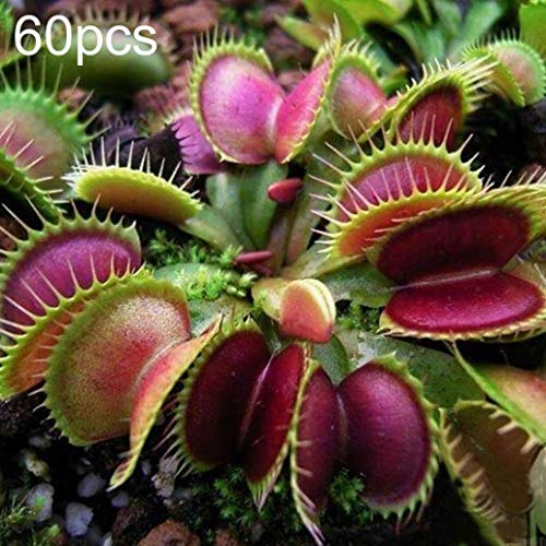 Uticon 60 / 120pcs Dionaea Del Atrapamoscas De Venus Las Semillas De La Planta Carn¨ªVora Bonsai Decor - 60pcs Dionaea Semillas