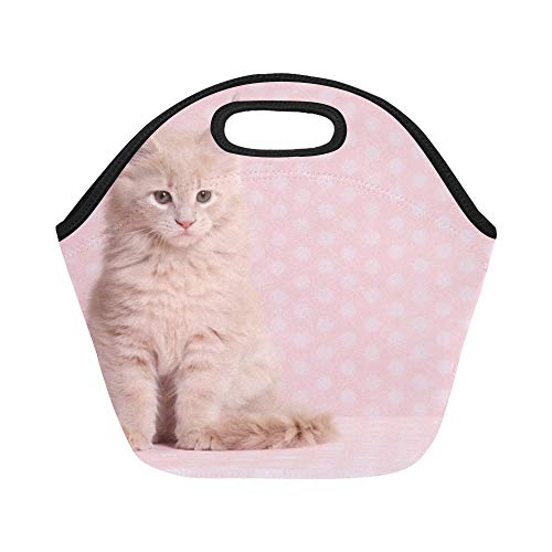 Bolsa de almuerzo de neopreno con aislamiento Lindo gatito de Maine Coon Reutilizable de gran tamaño Bolsas de asas gruesas para almuerzos para el aire libre, trabajo, oficina, escuela