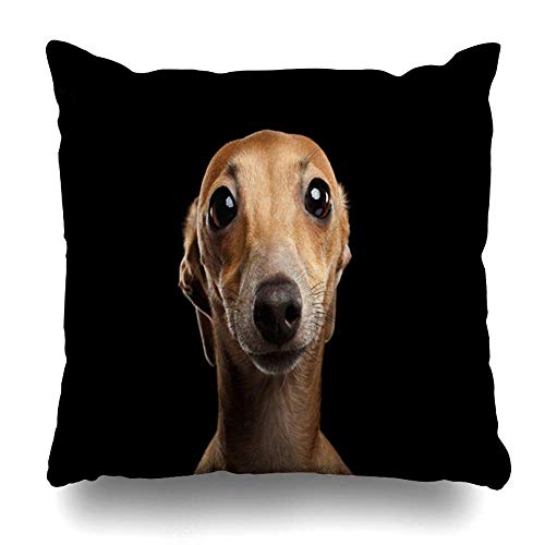 Funda De Almohada,Primer Plano De La Cara Raza Animal Divertido Alerta Italiana Perro Galgo Pura Raza Animales Delgados Cámara Vida Salvaje Decoración Del Hogar Funda De Cojín Para Sofá Dormitorio C