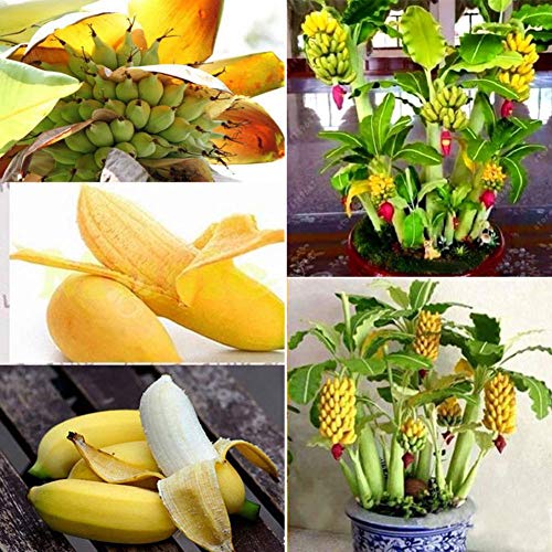 Semillas de Plátano Enanas, Fruta Exótica con Fruta Rosados o Amarillos Comestibles, Semillas Frutales para Bonsai, Huerto, Jardin, Balcon (Amarillo 100pcs)