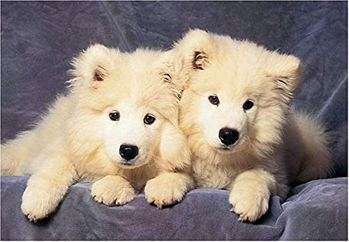 Mulore-Madera Rompecabezas Puzzle 1000 Piezas para Adultos Famiglia Padre-Hijo Juguete DIY Foto Relajado Ensamblaje Juego Regalo De Cumpleaños,Cachorros Samoyedo