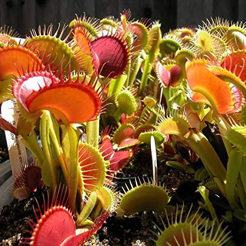 Semillas de Dionaea Muscipula Venus Atrapamoscas Plantas carnívoras Sembradora Cultivo de plántulas Semillas de Dionaea muscipula 100 piezas