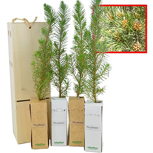 PINO PIÑONERO (pinus pinea) - Pino natural de 30-40 cms de altura. Ideal para transplantar o para regalar (4)