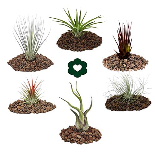 6 Tillandsia conjunto diferente