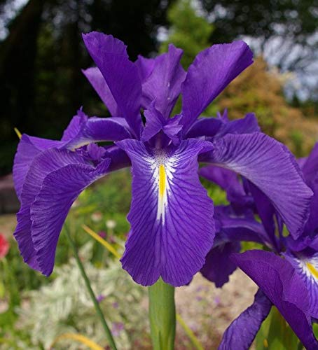 ScoutSeed IRIS LATIFOLIA (AZUL) Y IRIS GERMANICA BARBADO (AMARILLO) SEMILLAS DE HARDY PERENNIAL