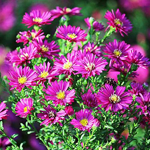 XINDUO Mezcla Semillas Ornamentales,Planta de floración fácil Holland Chrysanthemum Seeds-Rose Red_200 cápsulas,Ornamentales Semillas