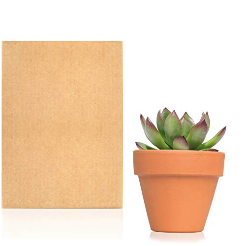 Planta Suculenta - Cactus natural en maceta de Terracota - Planta para regalar entregada en caja de cartón kraft (Echeveria)