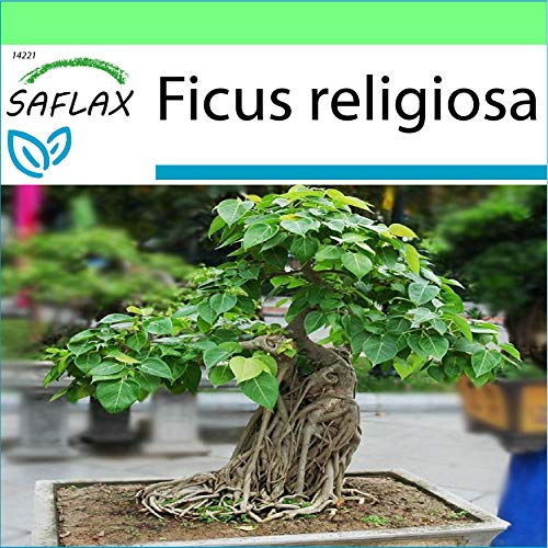 SAFLAX - Higuera sagrada - 100 semillas - Ficus religiosa